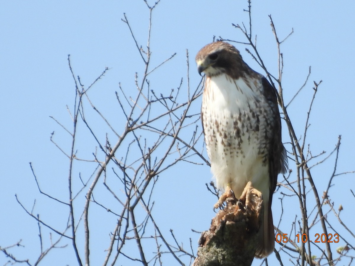Red-tailed Hawk - ML569895721