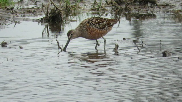 Long-billed Dowitcher - ML569899101