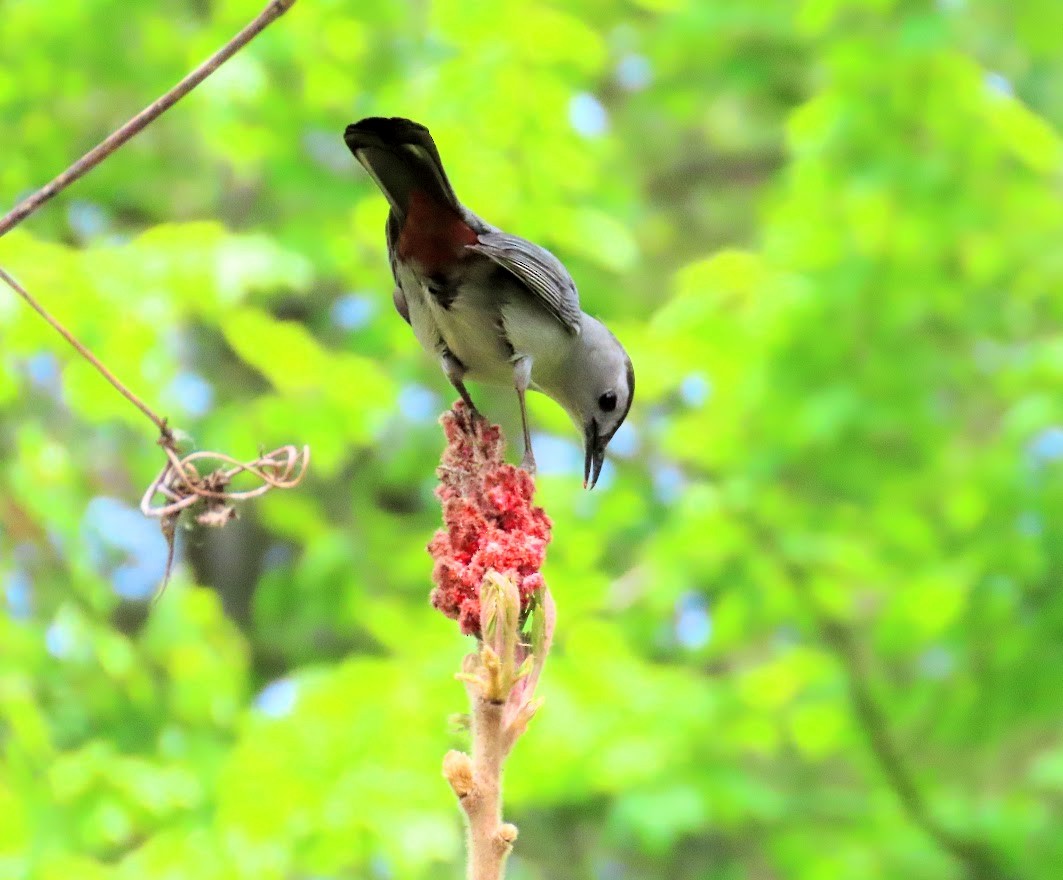 New York Breeding Bird Atlas Checklist 10 May 2023 Albany Pine Bush Preserve Madison Ave