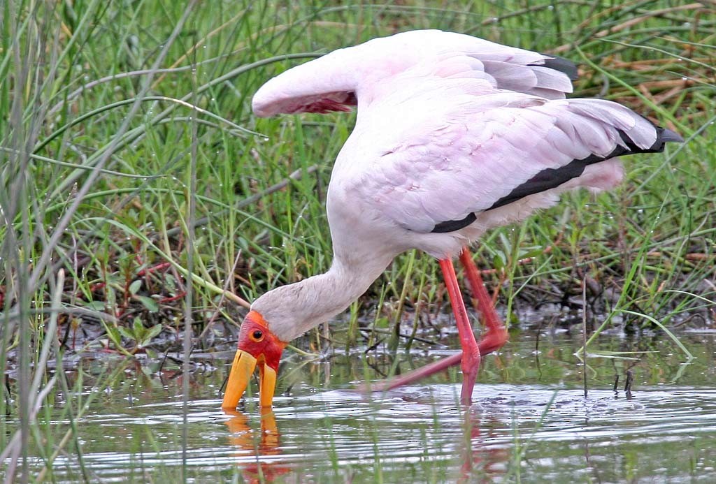 Yellow-billed Stork - Bruce Ward-Smith