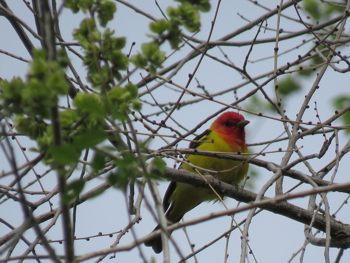 Western Tanager - ML569907761