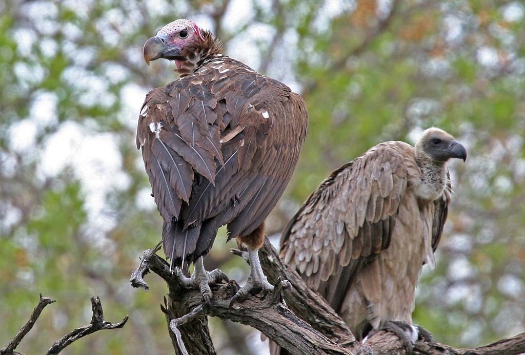 Lappet-faced Vulture - Bruce Ward-Smith