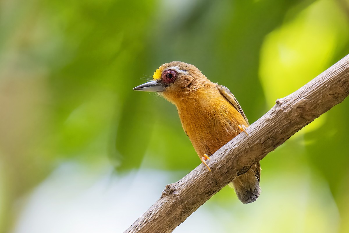 White-browed Piculet - ML569910361