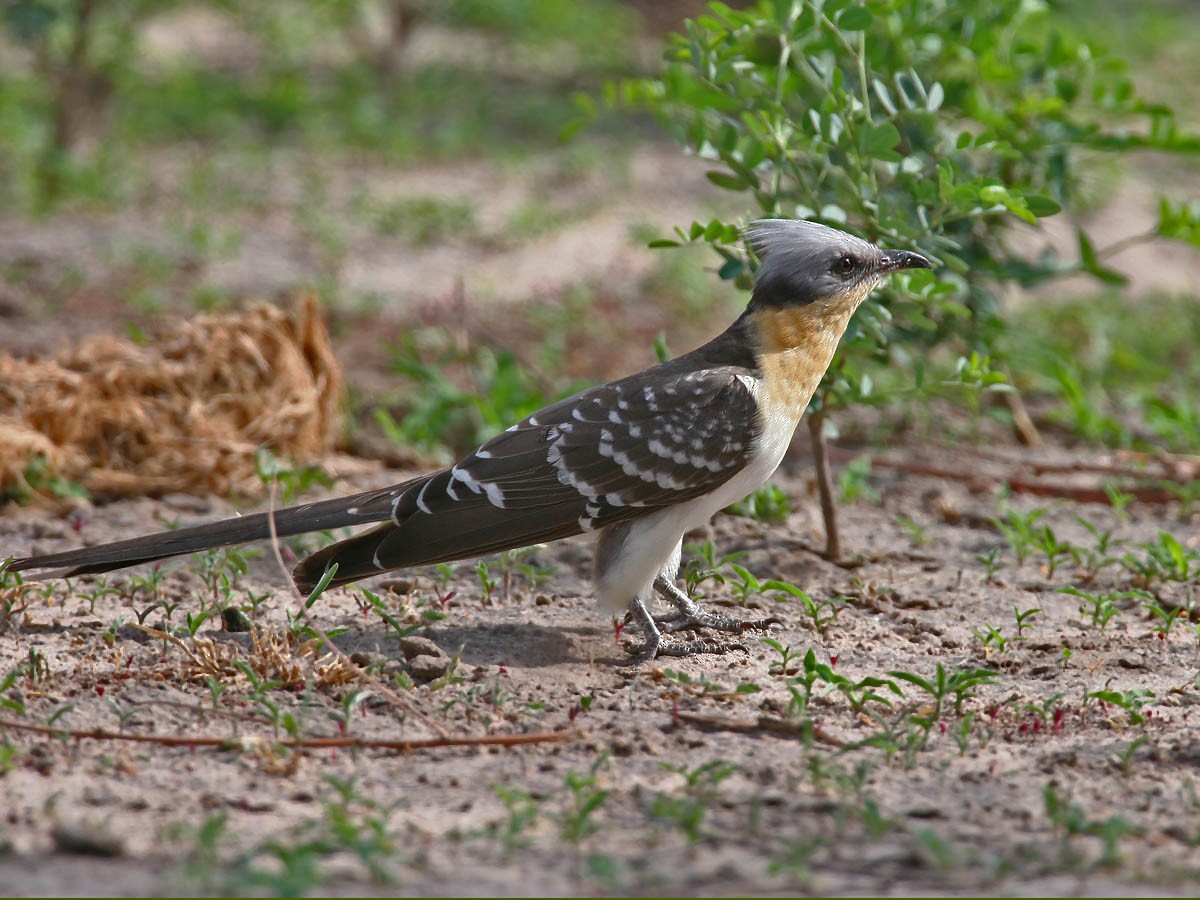 Great Spotted Cuckoo - ML56991091