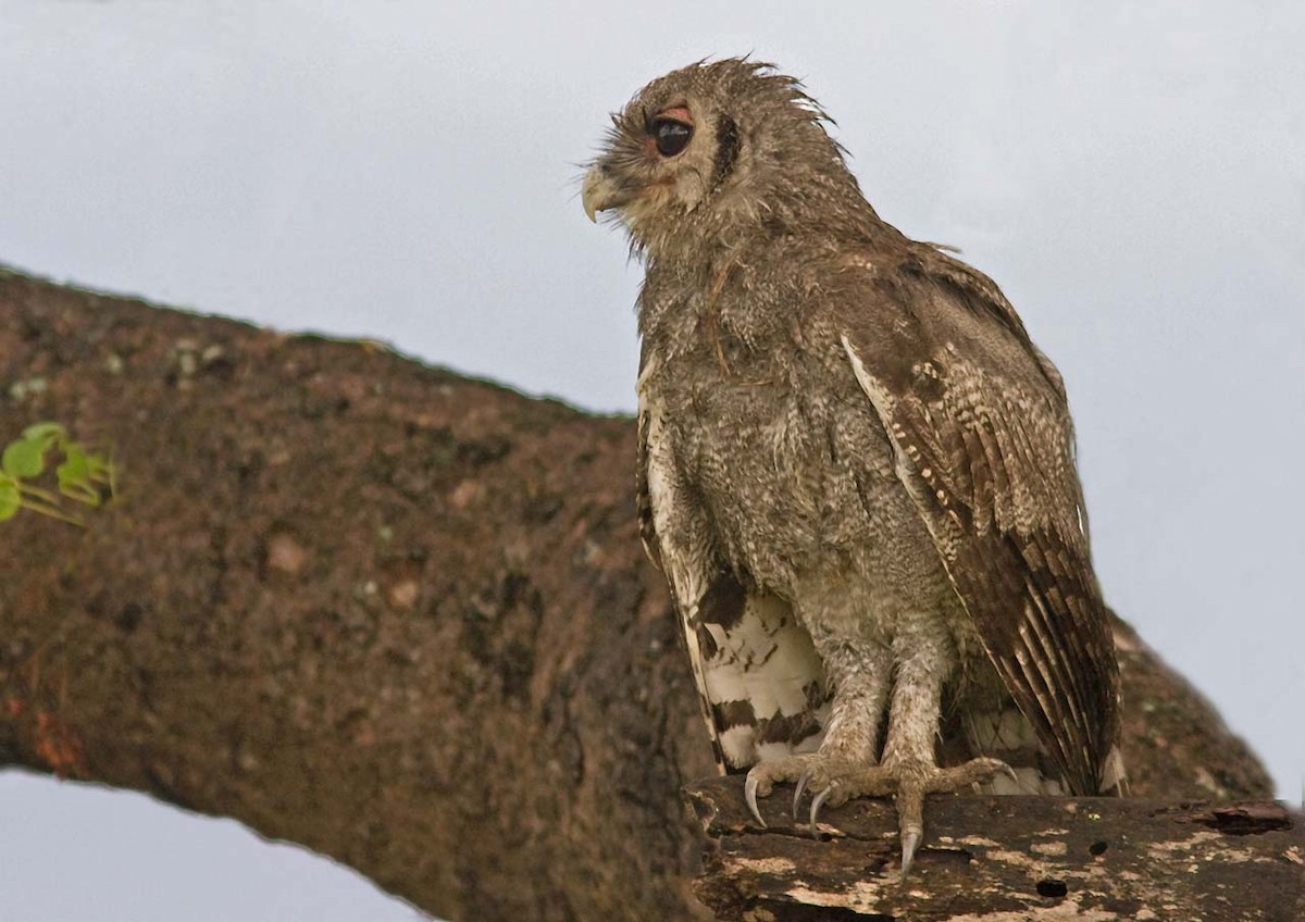 Verreaux's Eagle-Owl - ML56991151