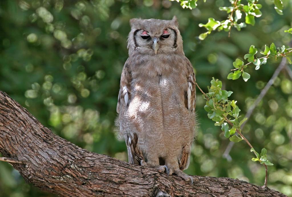 Verreaux's Eagle-Owl - Bruce Ward-Smith