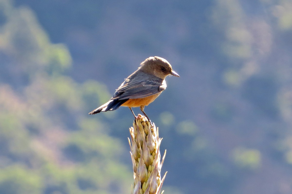Say's Phoebe - Jeff Culler