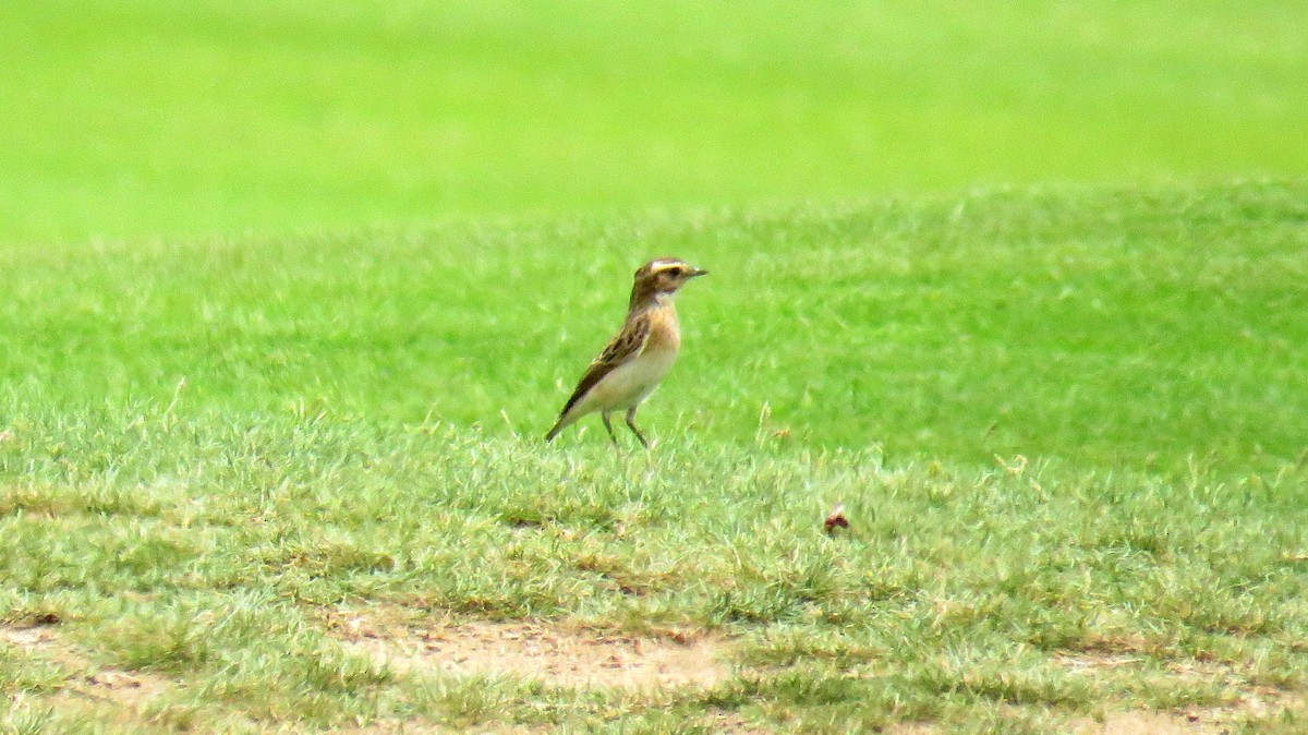 Whinchat - ML56991381
