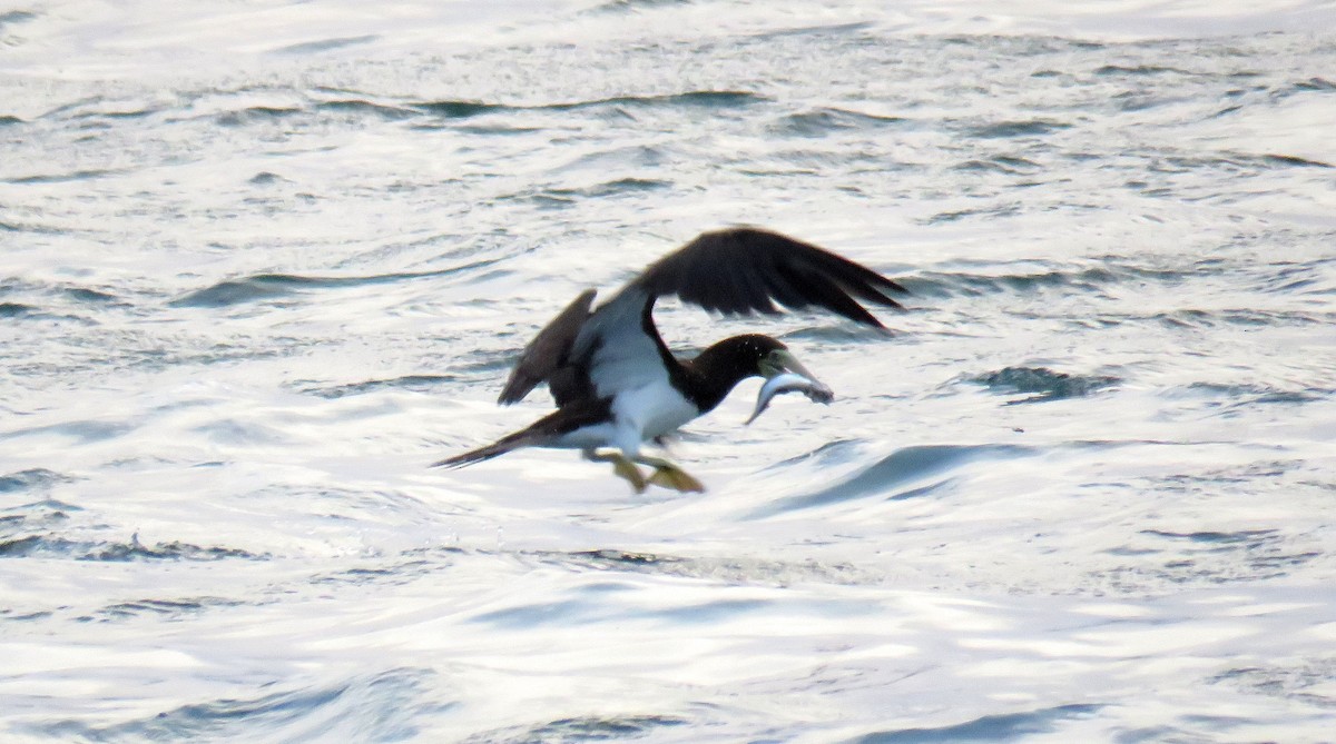 Brown Booby - ML56991831