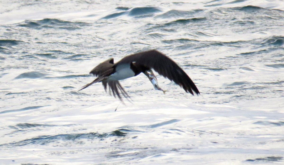 Brown Booby - ML56991841