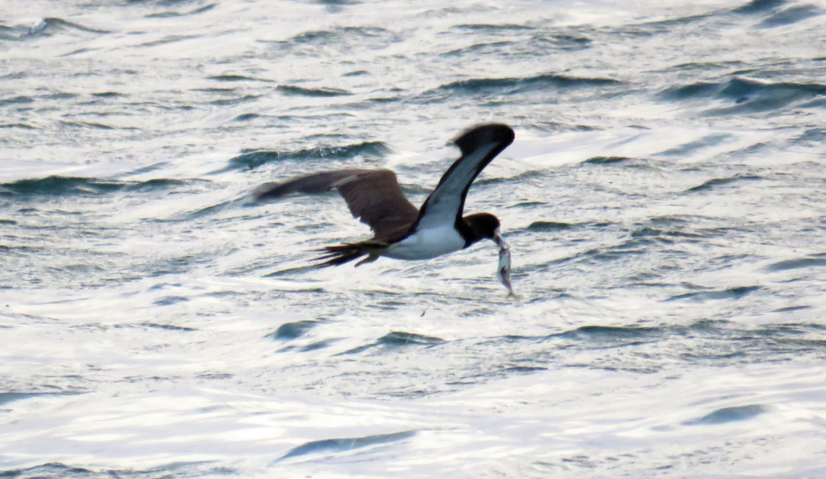 Brown Booby - ML56991881