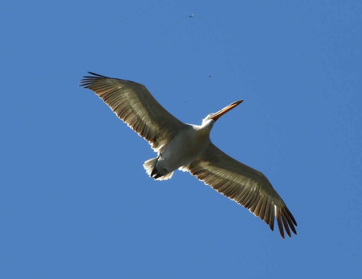 Кудрявый пеликан - ML569920551