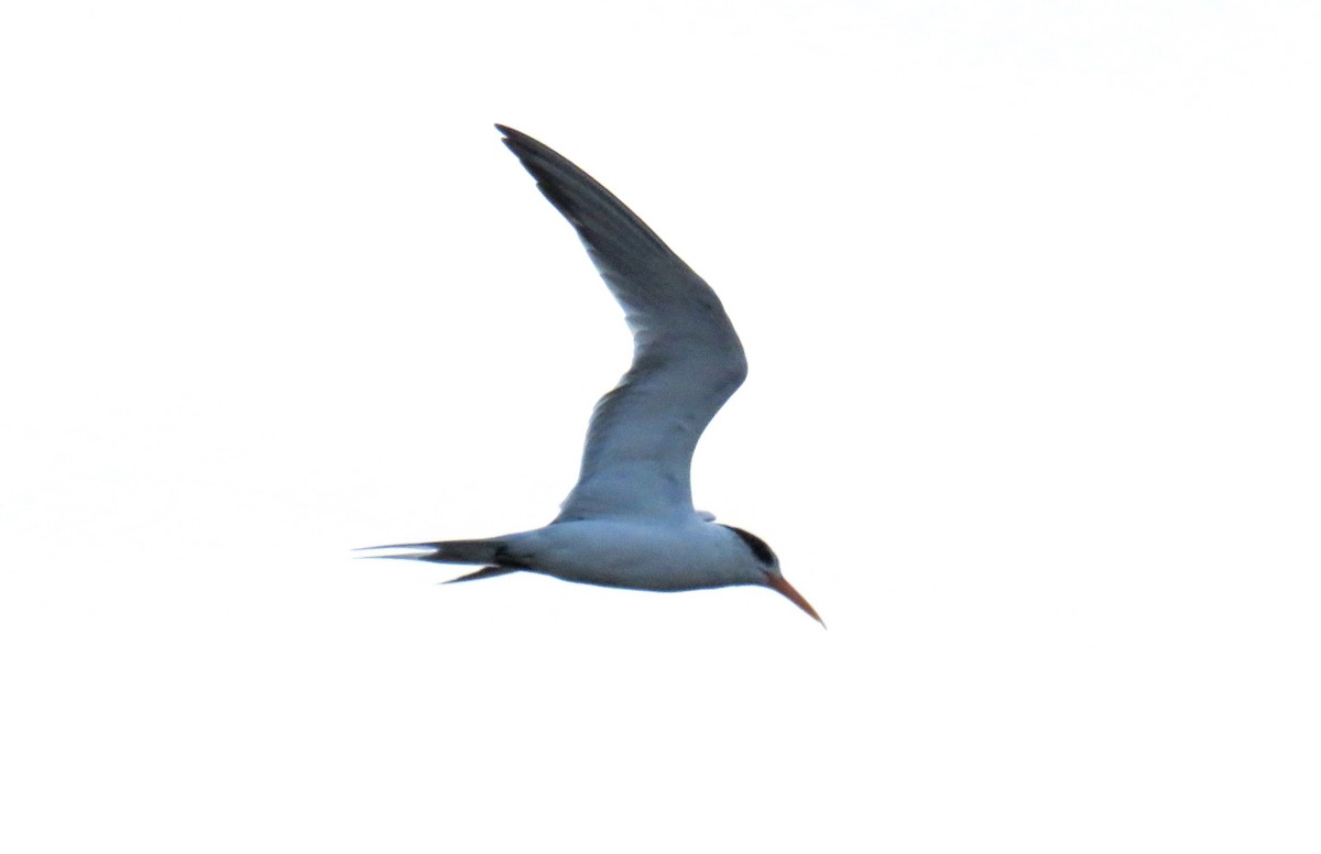 Lesser Crested Tern - ML56992121