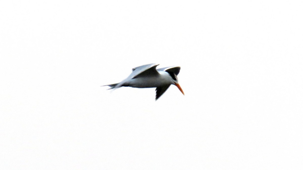Lesser Crested Tern - ML56992131