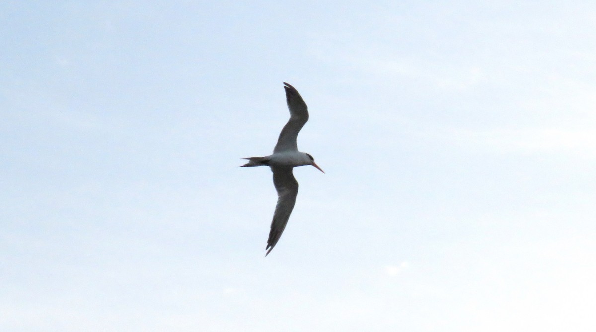 Lesser Crested Tern - ML56992141