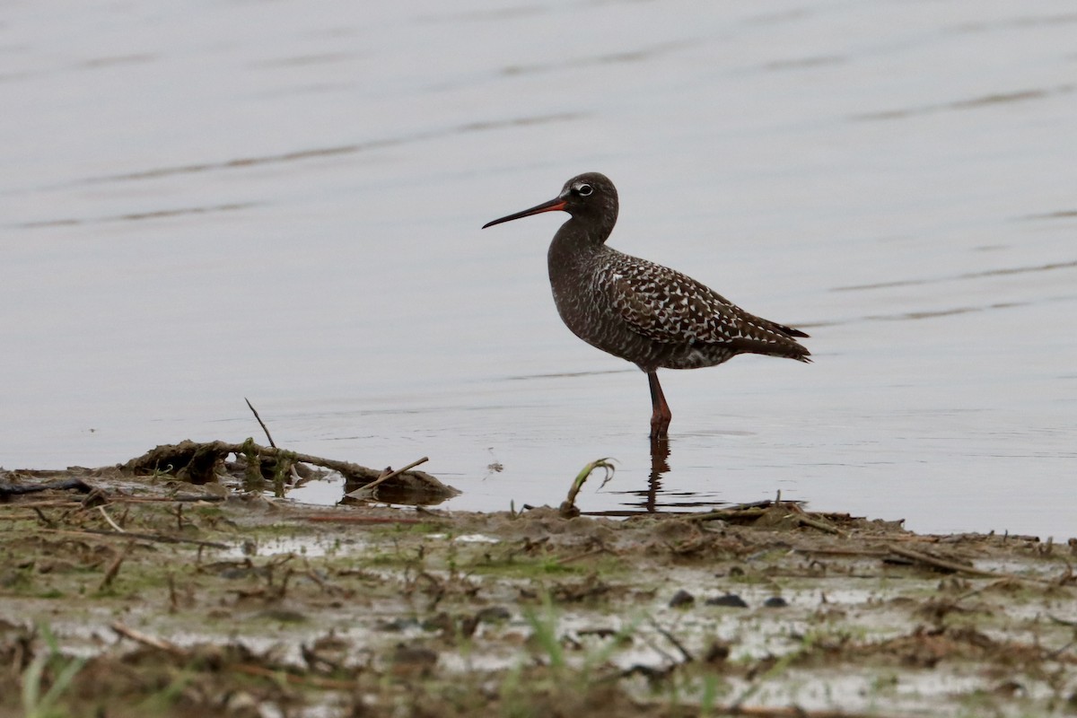 Spotted Redshank - ML569921621