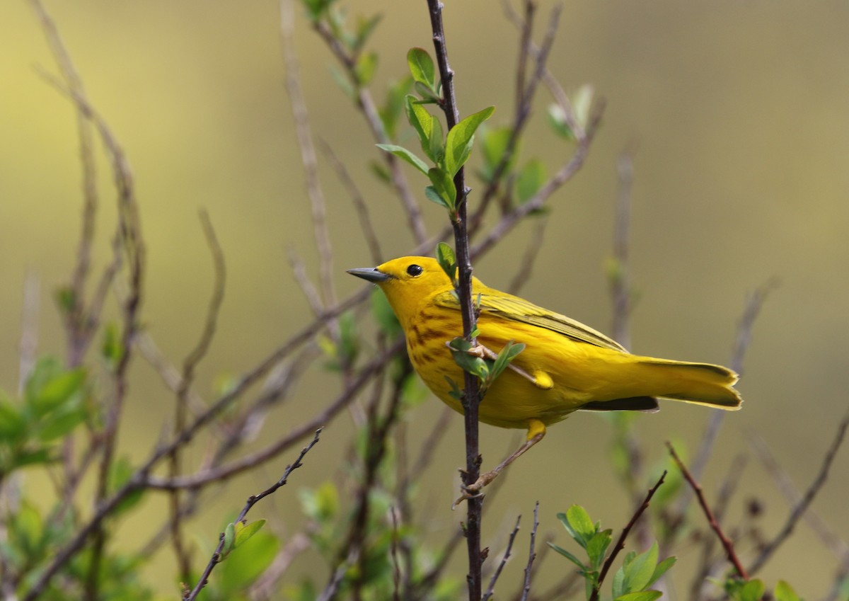 Yellow Warbler - David Forsyth