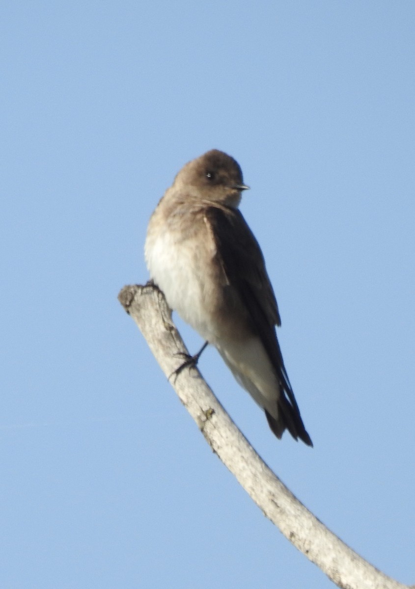 Northern Rough-winged Swallow - ML569931301