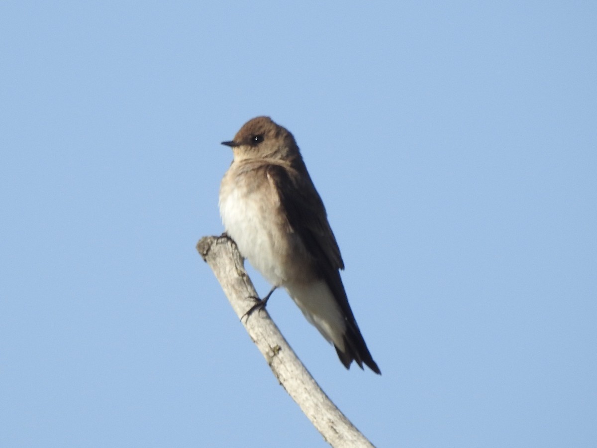 Northern Rough-winged Swallow - ML569931311