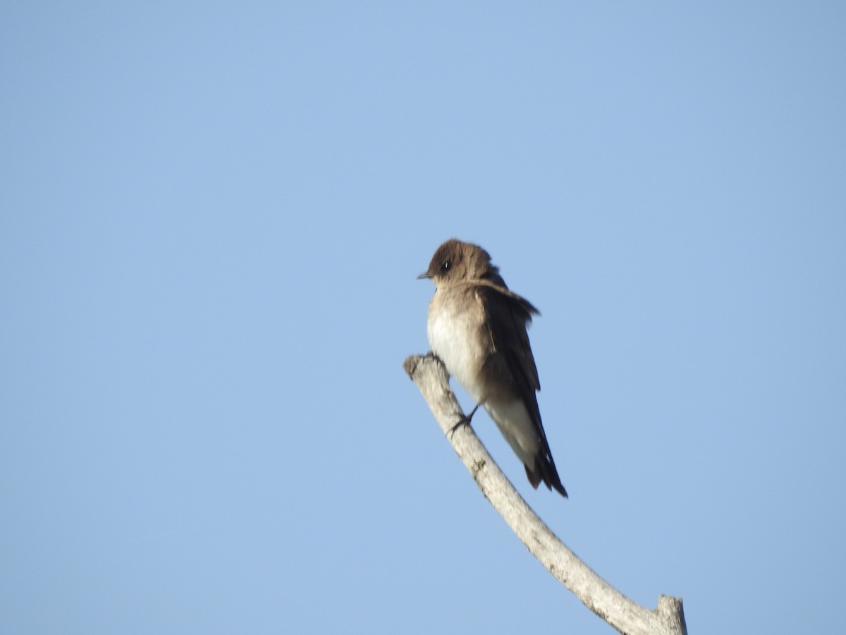 Northern Rough-winged Swallow - ML569931321
