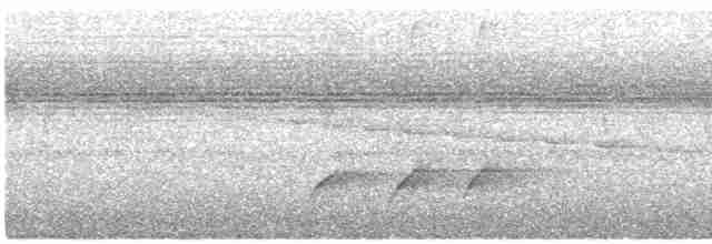 Dusky Long-tailed Cuckoo - ML569934761