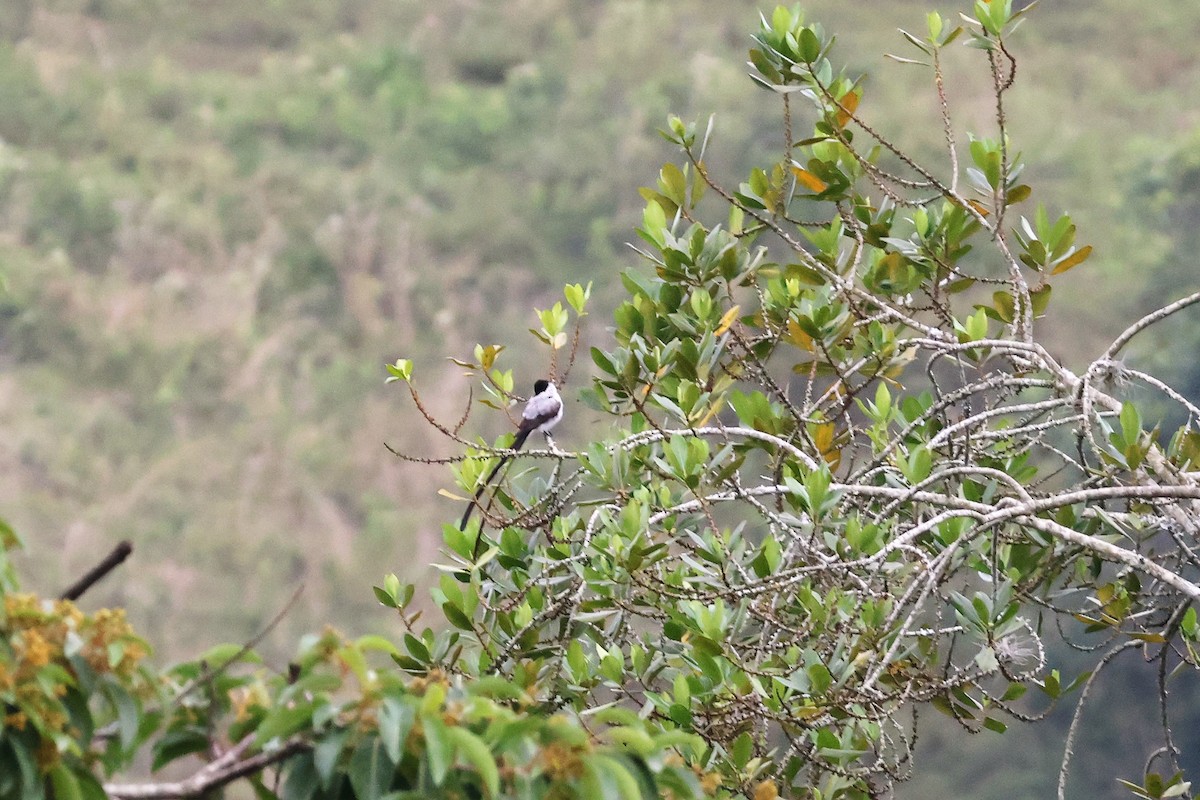 Fork-tailed Flycatcher (monachus) - ML569948591