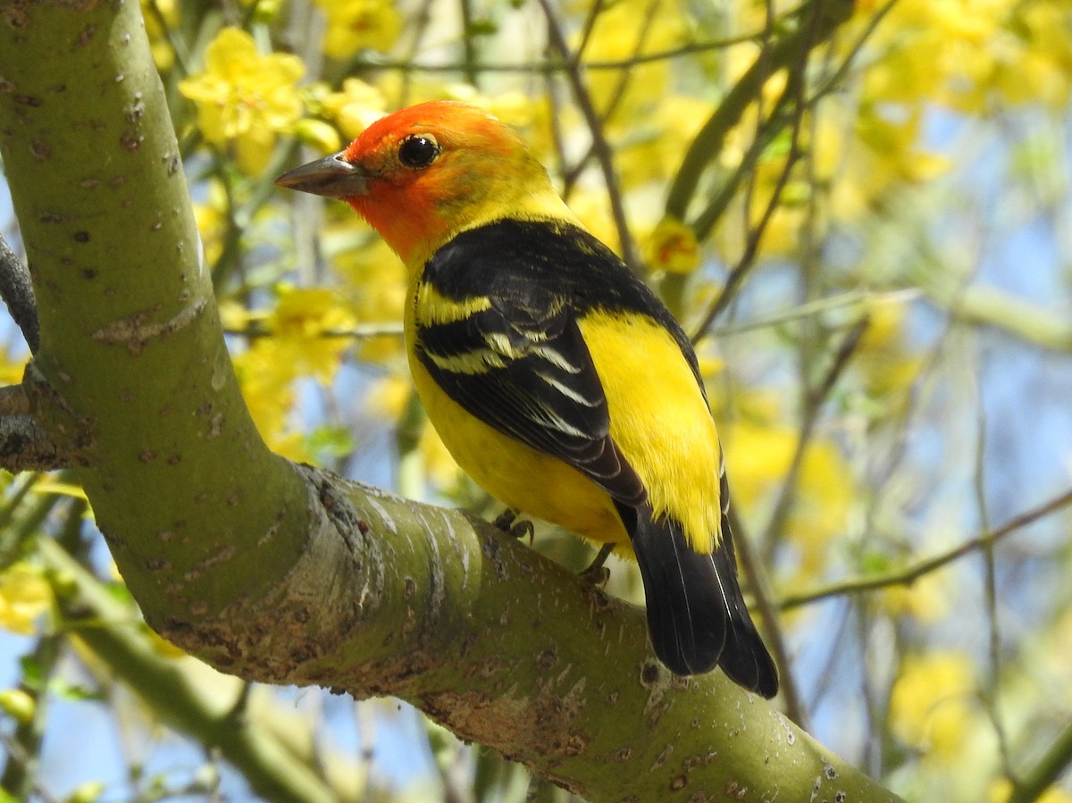 Western Tanager - ML569951461
