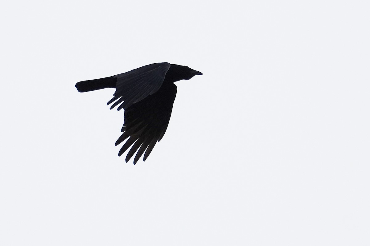 Carrion Crow - ML569952721