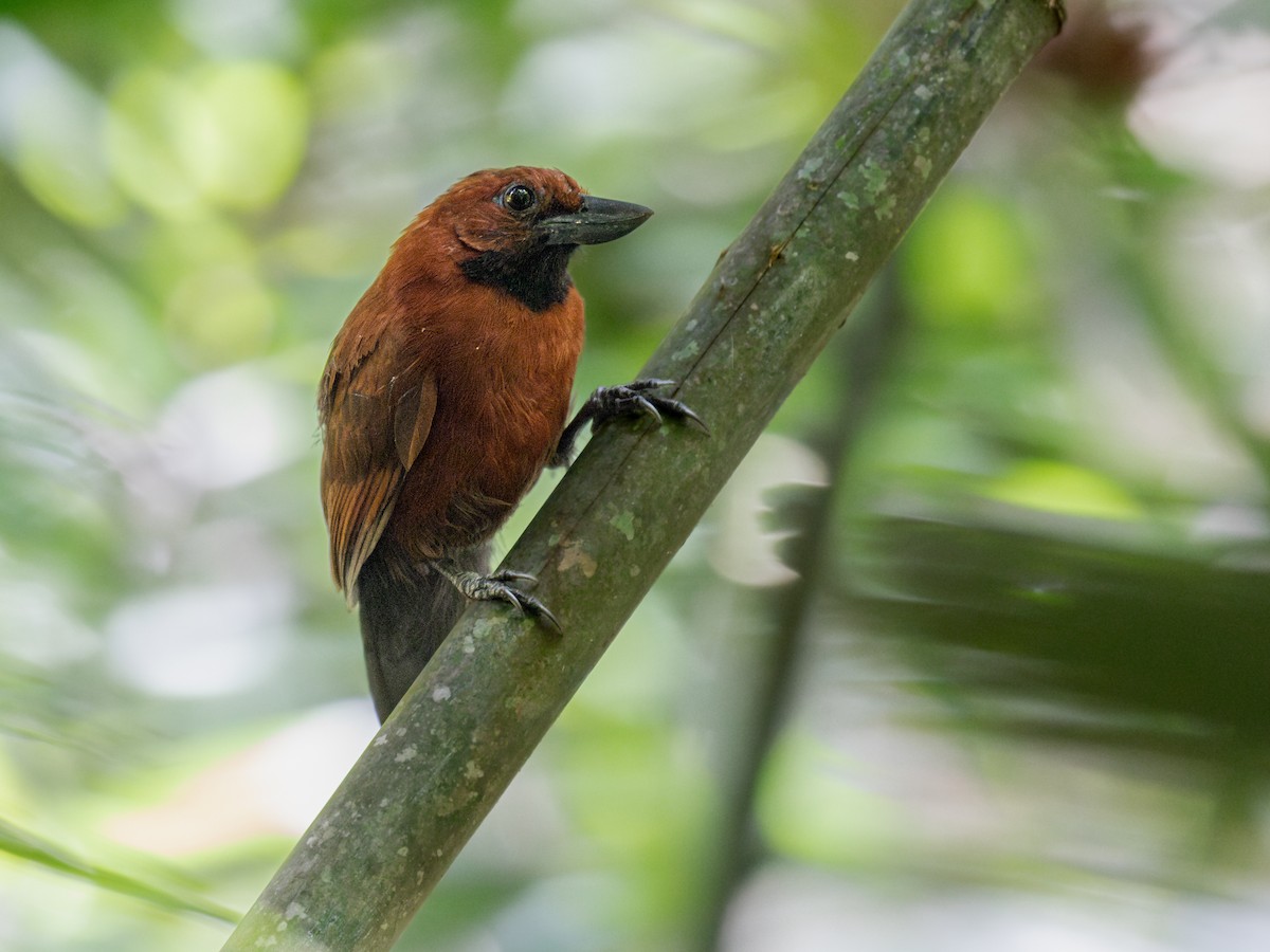 Rondonia Bushbird - Héctor Bottai