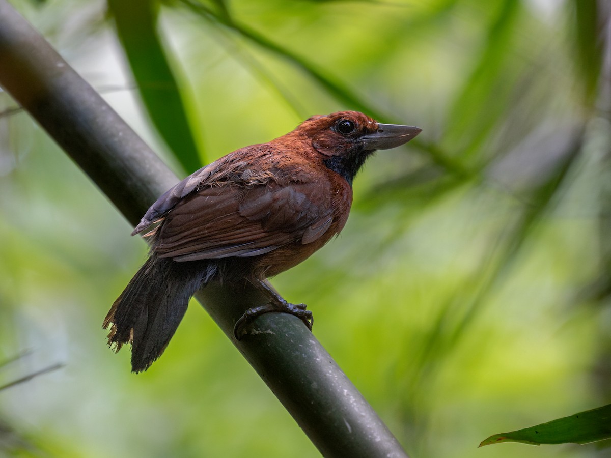 Rondonia Bushbird - Héctor Bottai