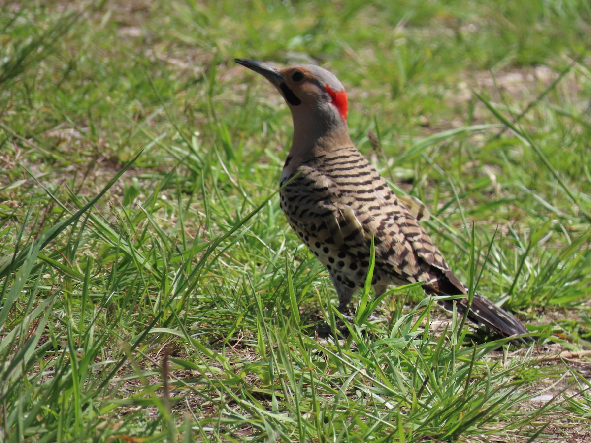 Northern Flicker (Yellow-shafted) - Carl Huffman
