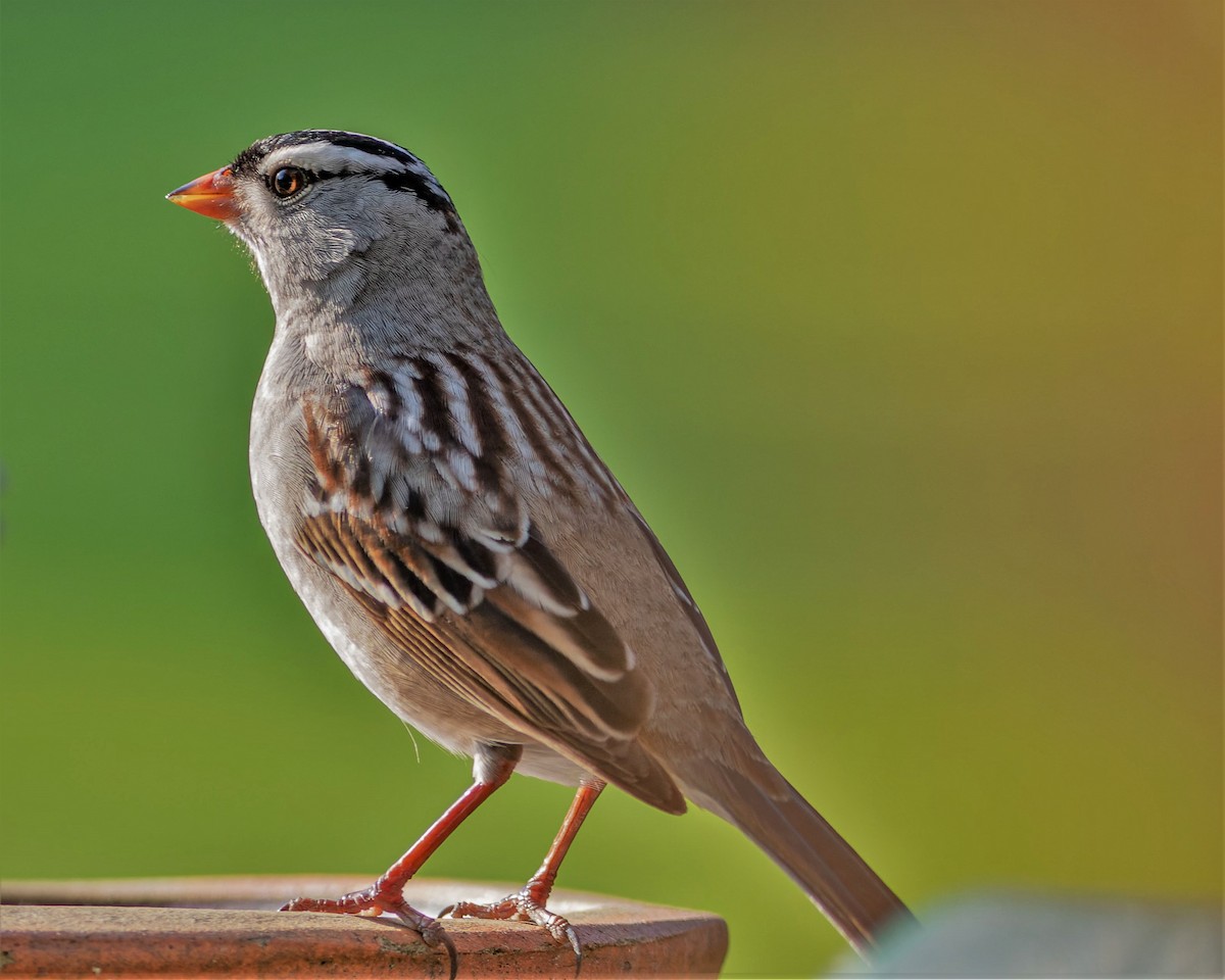 White-crowned Sparrow - ML569962641
