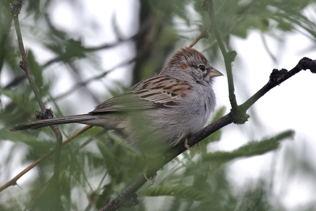 Rufous-winged Sparrow - ML569967831