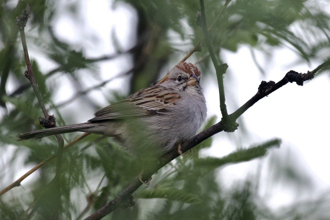 Rufous-winged Sparrow - Daniel Conrad