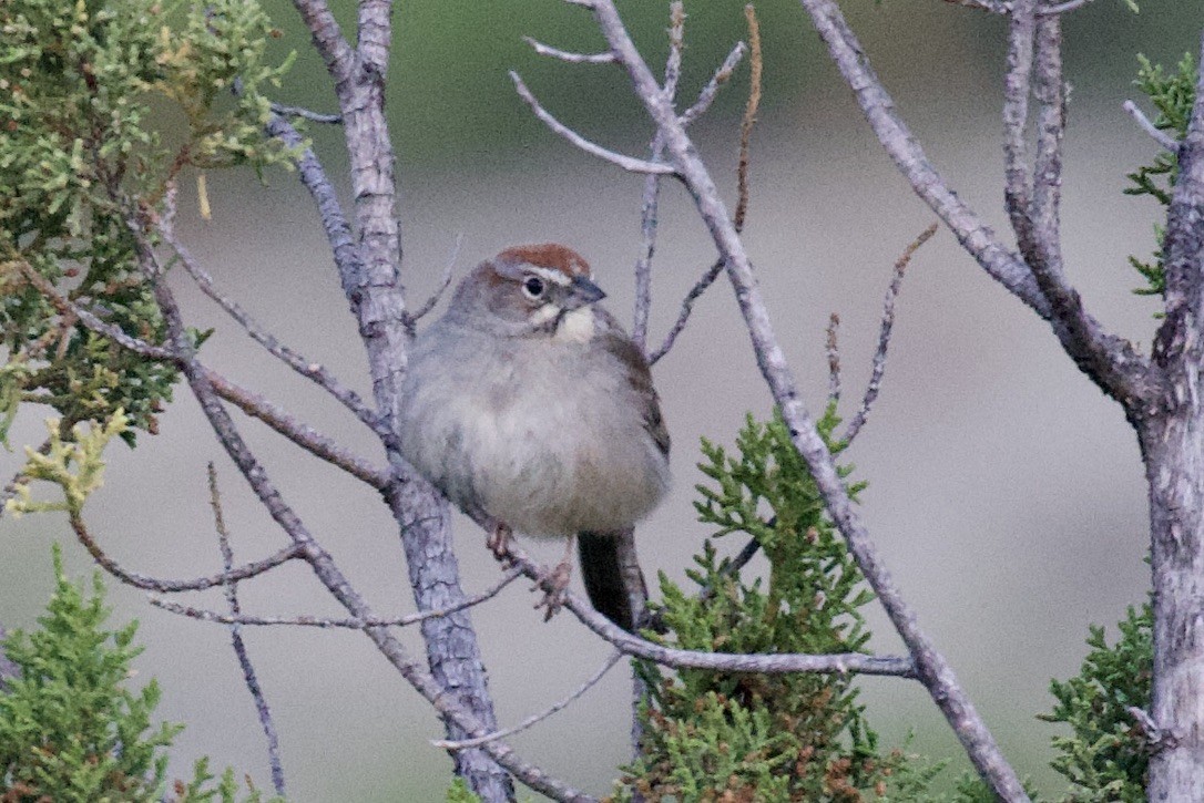 Rufous-crowned Sparrow - Daniel Conrad