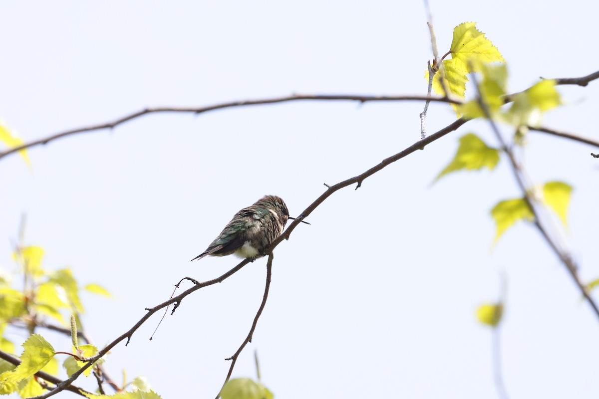 Ruby-throated Hummingbird - ML569971541