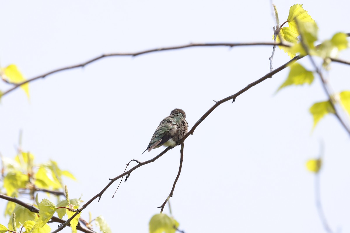 Ruby-throated Hummingbird - ML569971551
