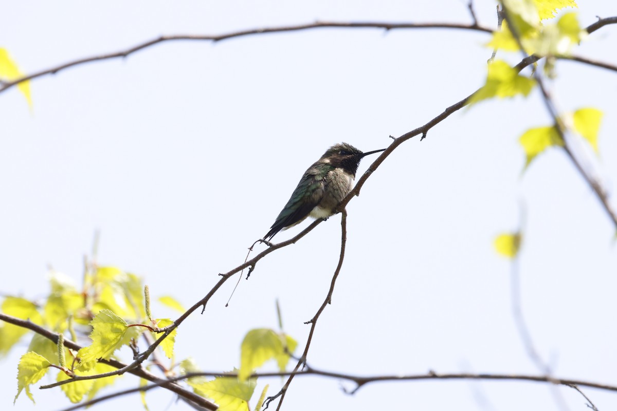 Ruby-throated Hummingbird - ML569971571