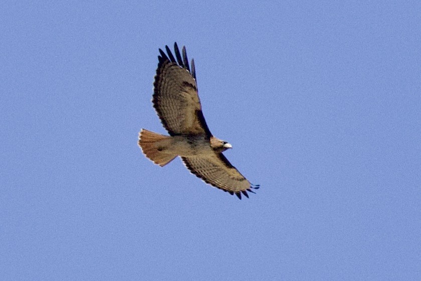 Red-tailed Hawk - ML569973451