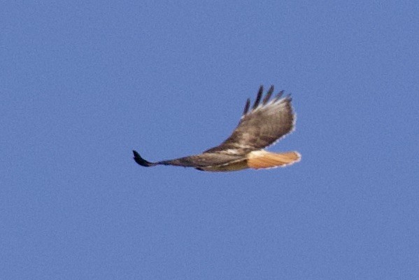 Red-tailed Hawk - ML569973461