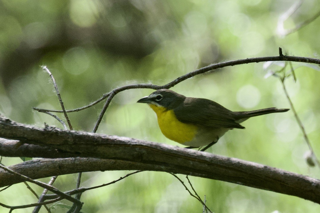 Yellow-breasted Chat - ML569973591