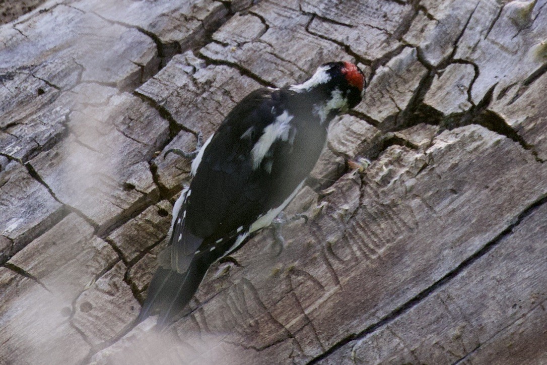 Hairy Woodpecker - ML569974141