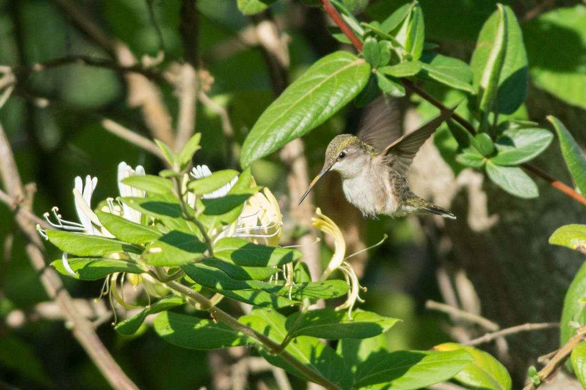 Black-chinned Hummingbird - Colton Robbins