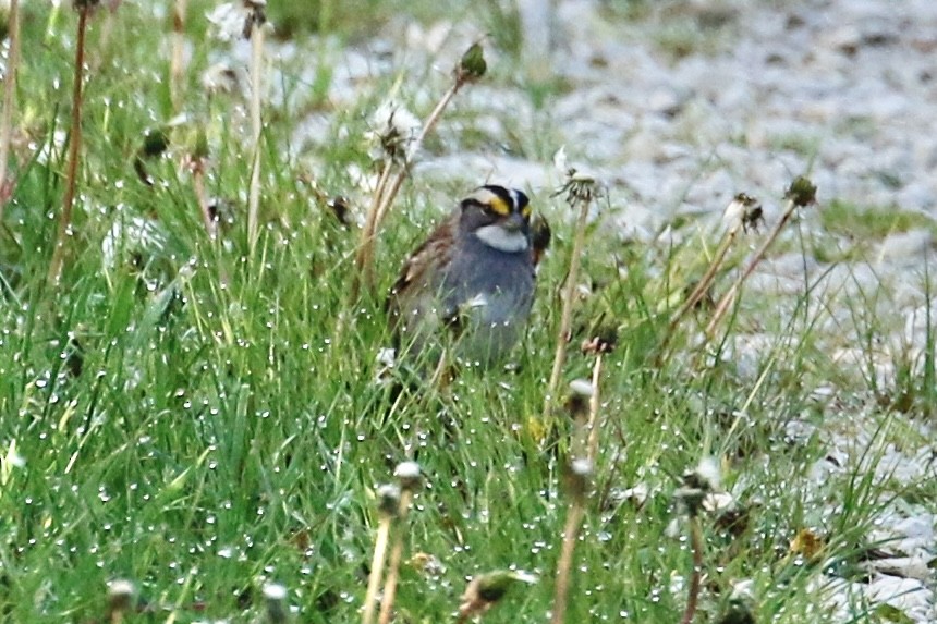 White-throated Sparrow - ML569978391