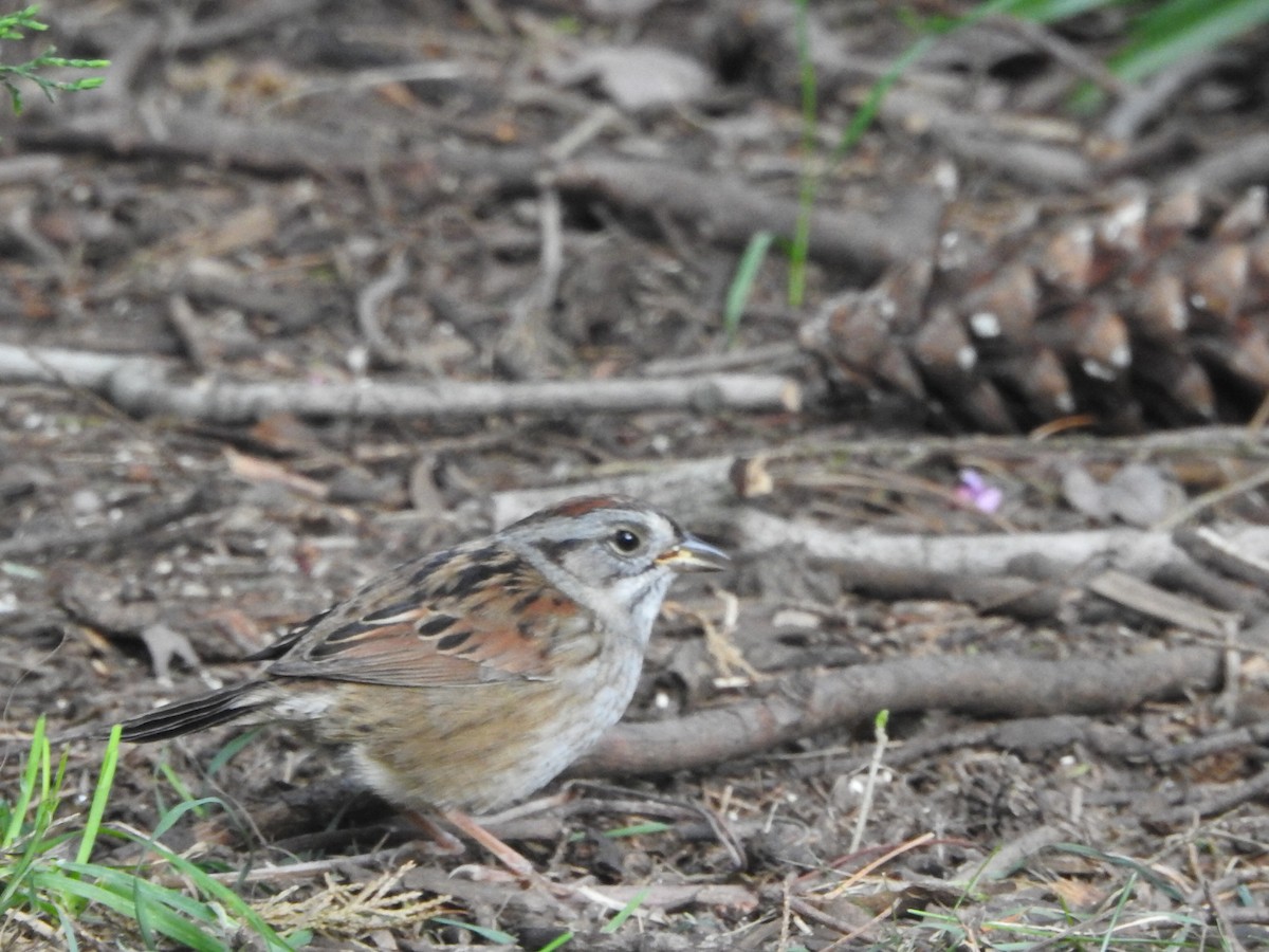 Swamp Sparrow - ML569980411