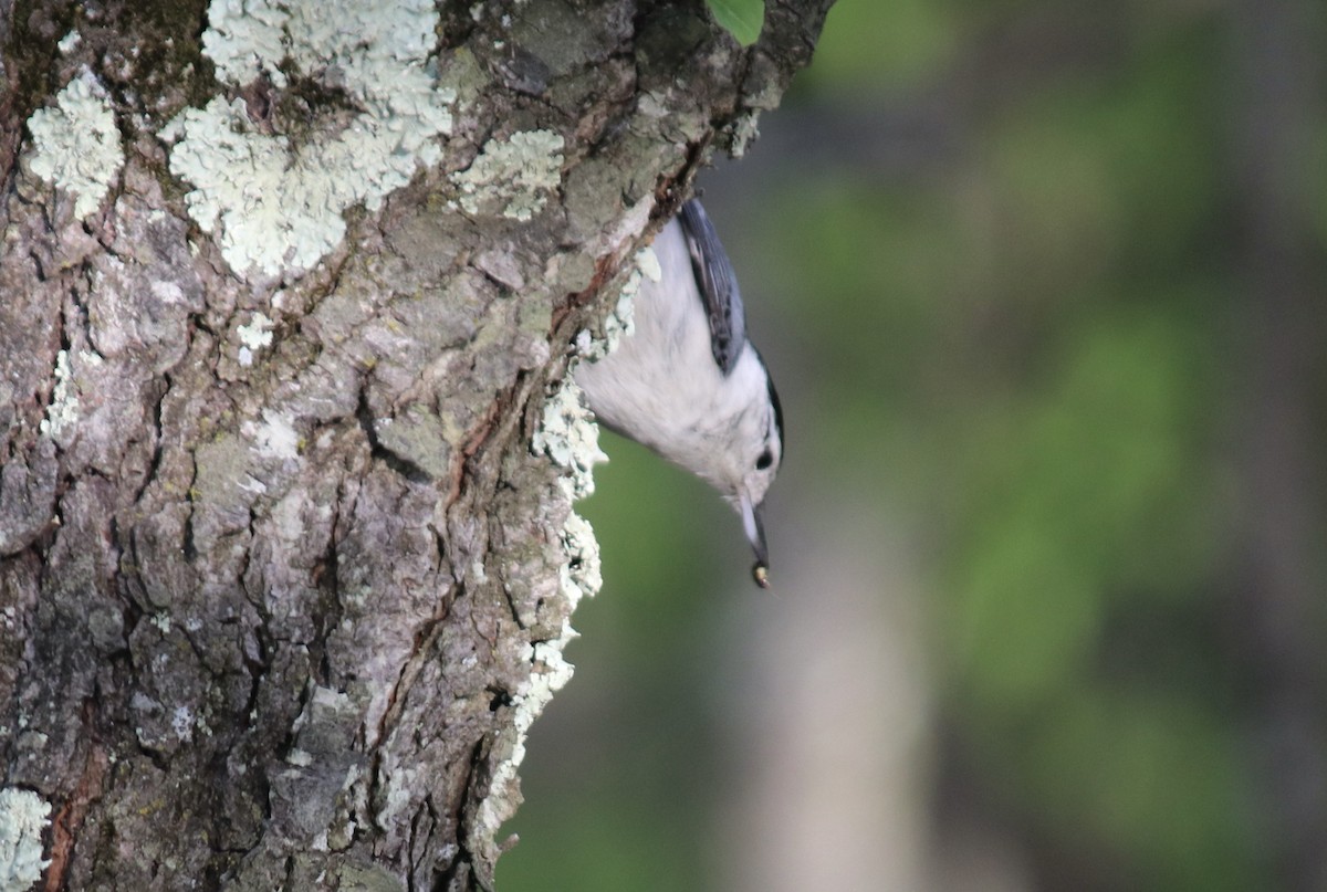 White-breasted Nuthatch - ML569982591