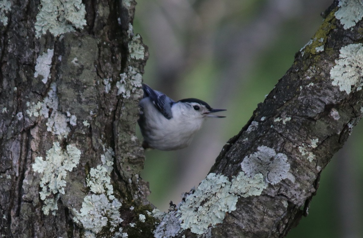 White-breasted Nuthatch - ML569982721