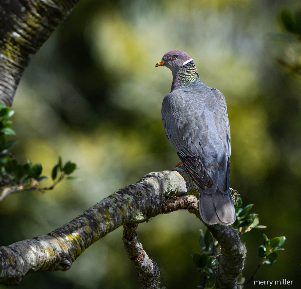 Band-tailed Pigeon - ML569985151