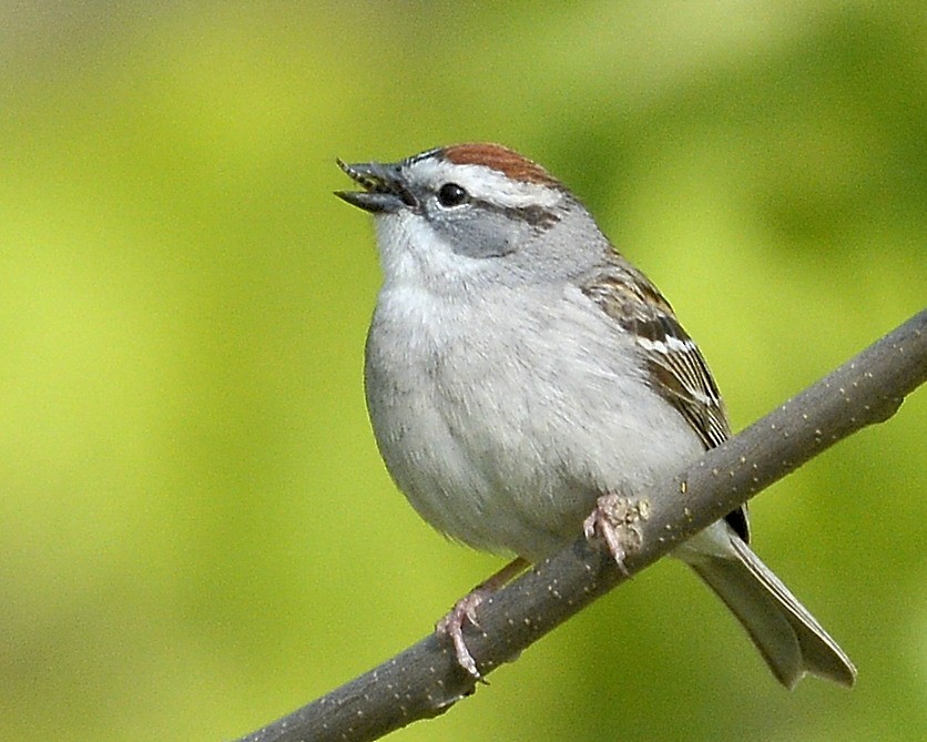 Chipping Sparrow - David Kennedy