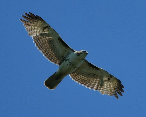 eBird Checklist - 10 May 2023 - Point Pelee National Park (general ...